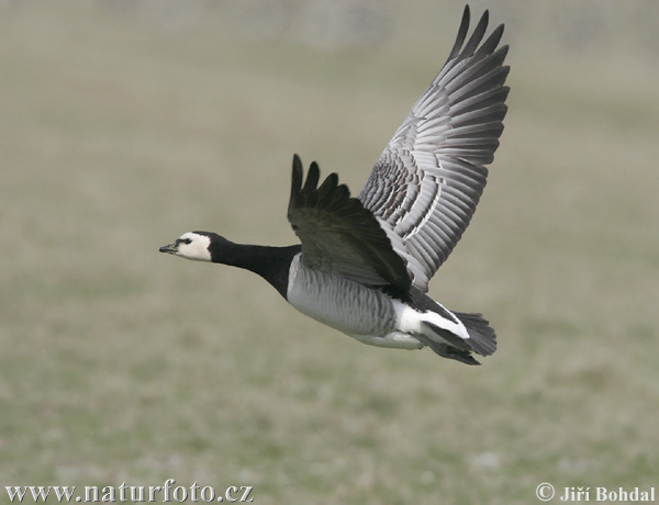 Bernikla bielolíca (Branta leucopsis)