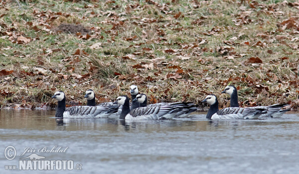 Bernikla bielolíca (Branta leucopsis)