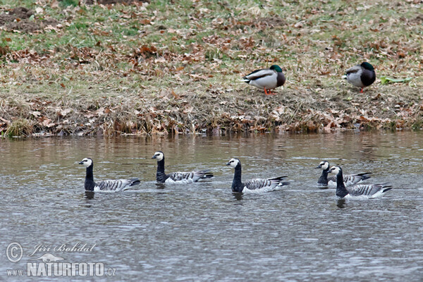 Bernikla bielolíca (Branta leucopsis)