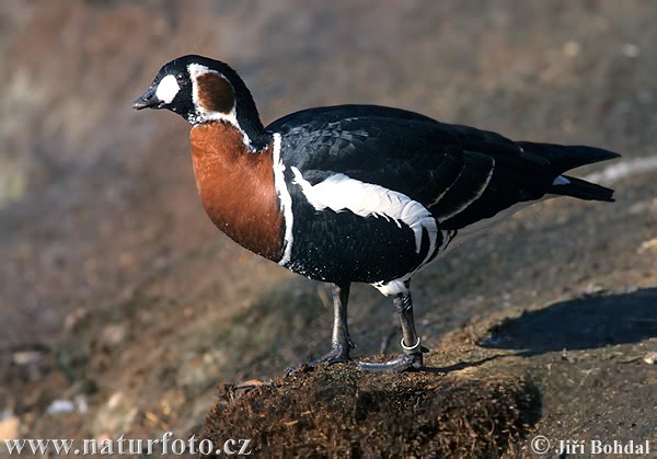 Bernikla červenokrká (Branta ruficollis)