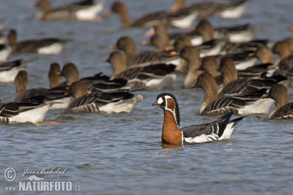 Bernikla červenokrká (Branta ruficollis)