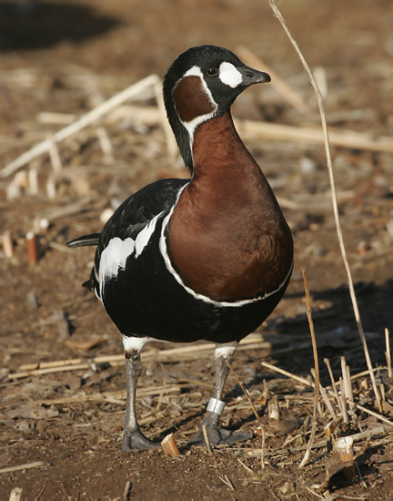 Bernikla červenokrká (Branta ruficollis)