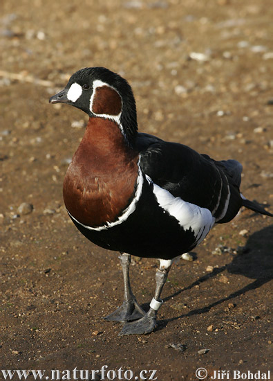 Bernikla červenokrká (Branta ruficollis)