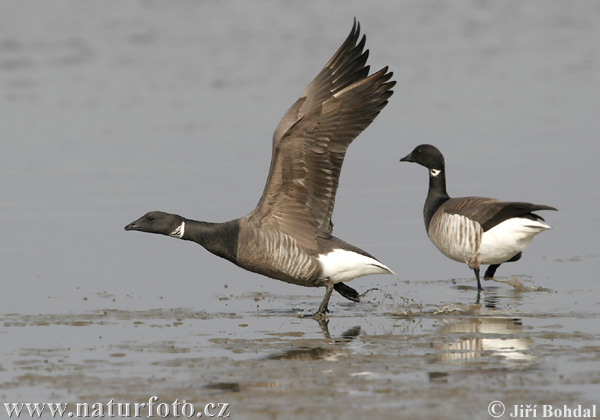 Bernikla tmavá (Branta bernicla)