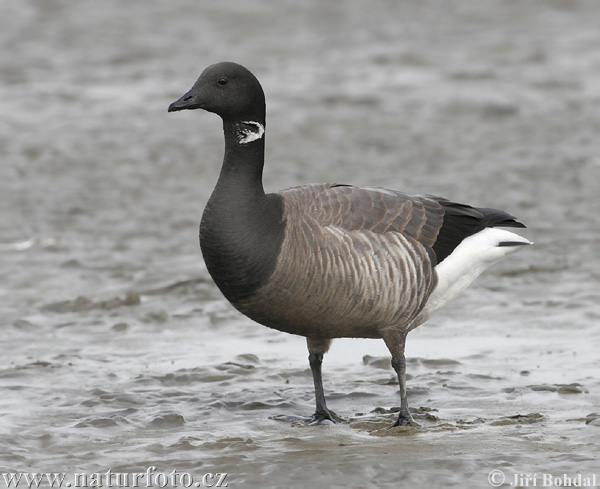 Bernikla tmavá (Branta bernicla)