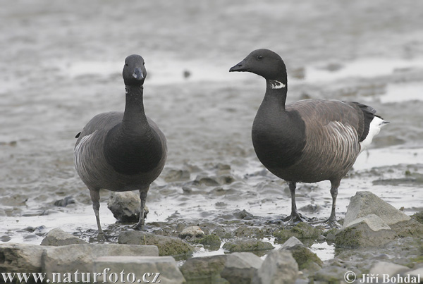 Bernikla tmavá (Branta bernicla)