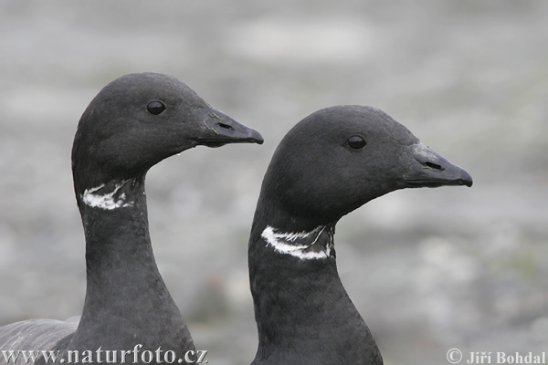 Bernikla tmavá (Branta bernicla)