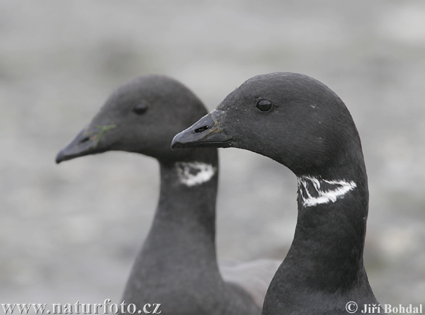 Bernikla tmavá (Branta bernicla)