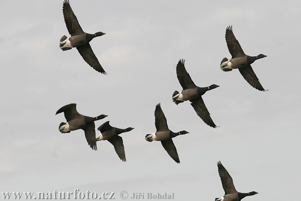 Bernikla tmavá (Branta bernicla)