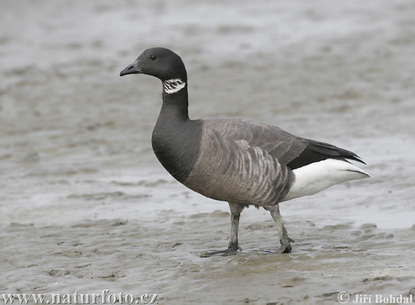 Bernikla tmavá (Branta bernicla)