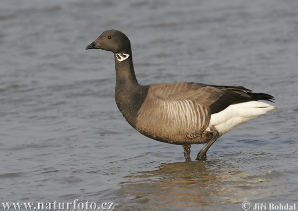 Bernikla tmavá (Branta bernicla)