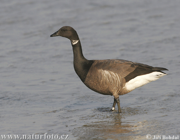 Bernikla tmavá (Branta bernicla)