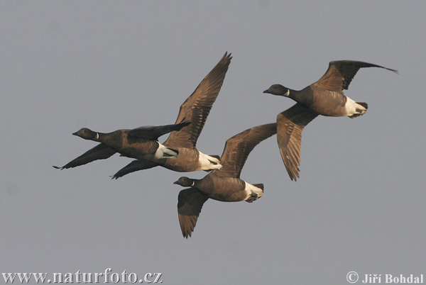 Bernikla tmavá (Branta bernicla)