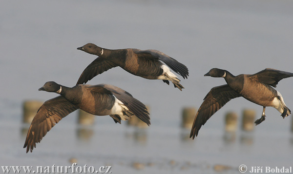 Bernikla tmavá (Branta bernicla)