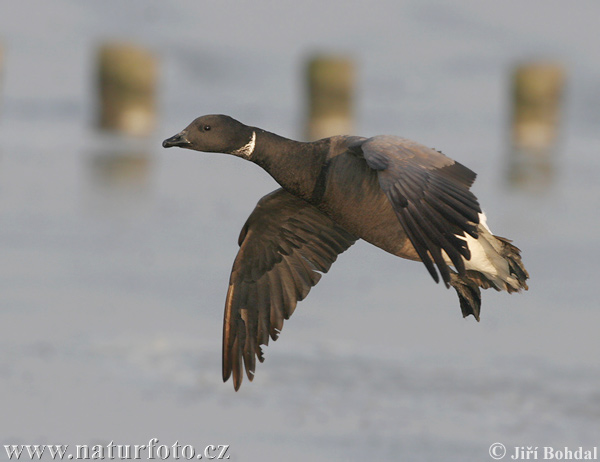 Bernikla tmavá (Branta bernicla)