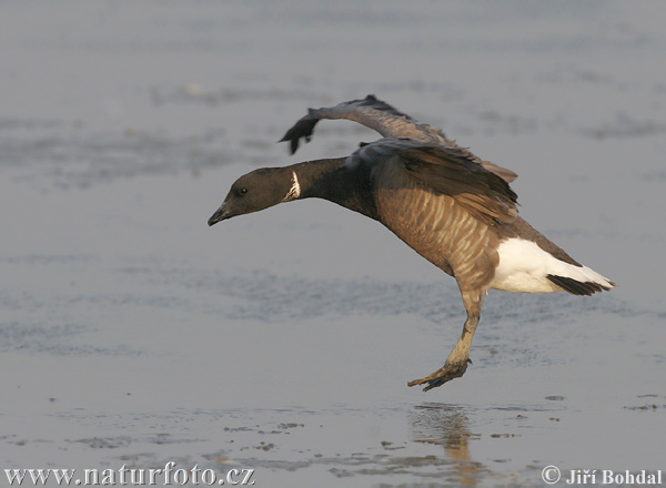 Bernikla tmavá (Branta bernicla)