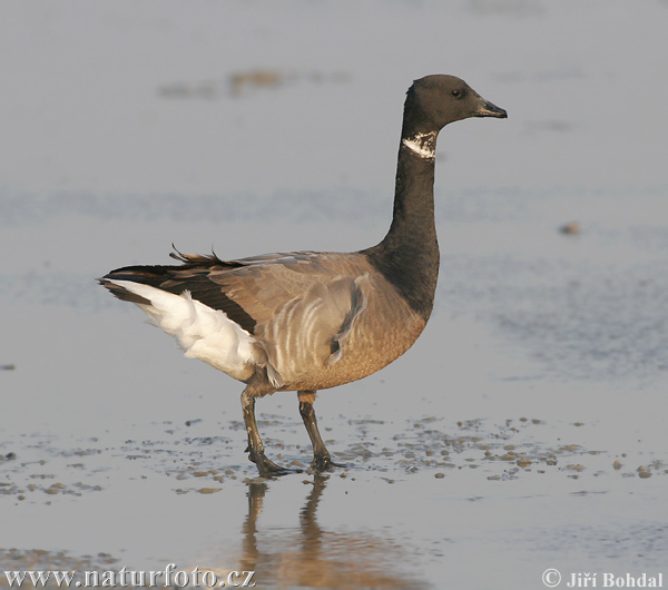 Bernikla tmavá (Branta bernicla)