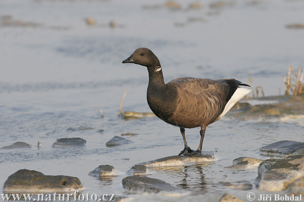 Bernikla tmavá (Branta bernicla)