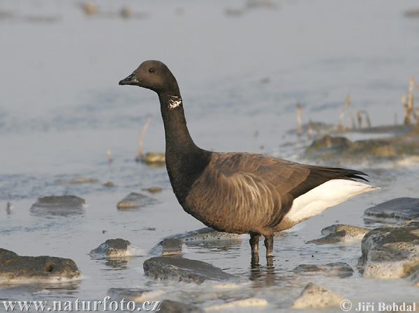 Bernikla tmavá (Branta bernicla)