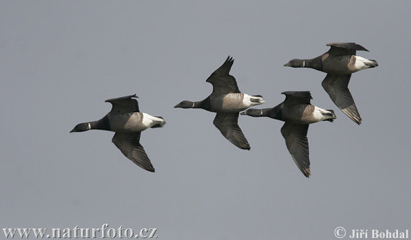 Bernikla tmavá (Branta bernicla)