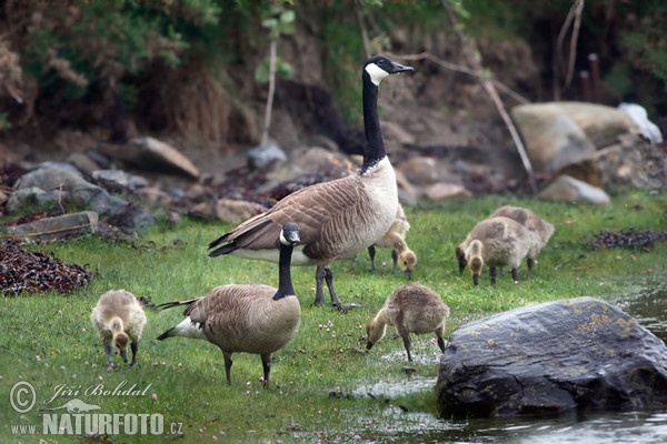 Bernikla veľká (Branta canadensis)