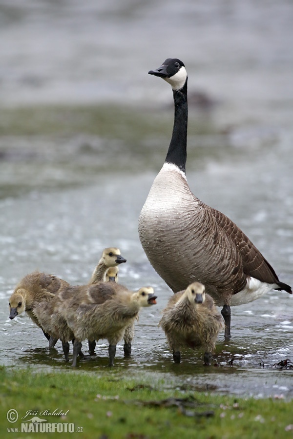 Bernikla veľká (Branta canadensis)