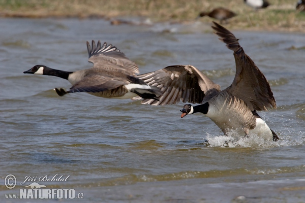 Bernikla veľká (Branta canadensis)