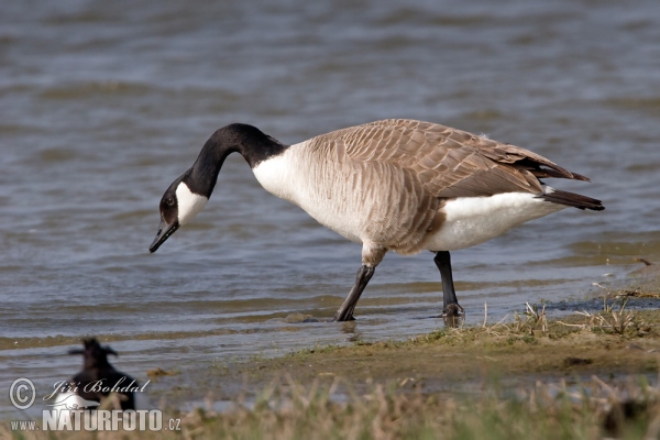 Bernikla veľká (Branta canadensis)