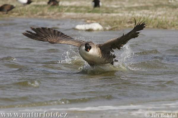 Bernikla veľká (Branta canadensis)