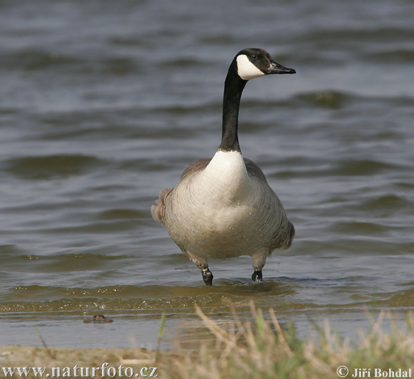 Bernikla veľká (Branta canadensis)