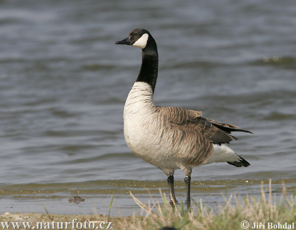 Bernikla veľká (Branta canadensis)