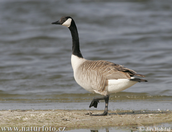 Bernikla veľká (Branta canadensis)