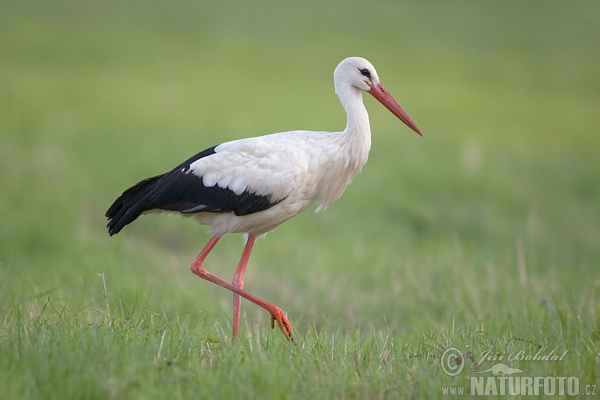 Bocian biely (Ciconia ciconia)