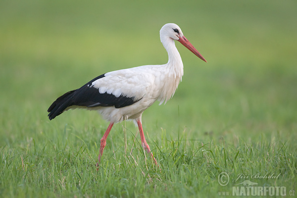 Bocian biely (Ciconia ciconia)