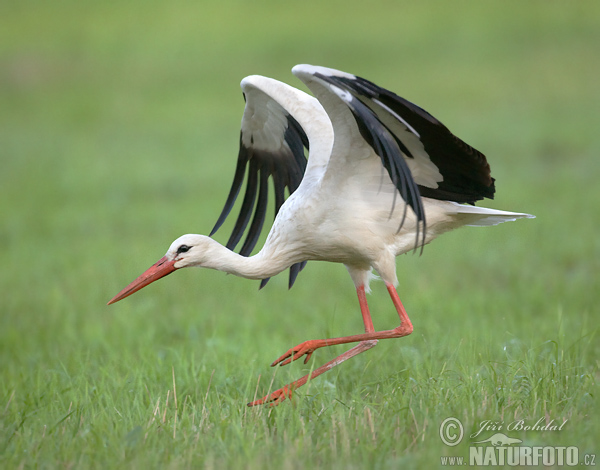 Bocian biely (Ciconia ciconia)