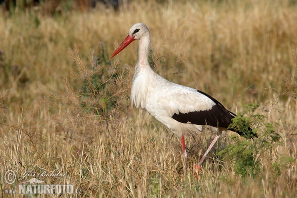 Bocian biely (Ciconia ciconia)