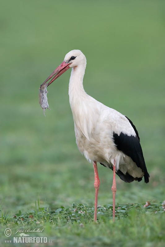 Bocian biely (Ciconia ciconia)