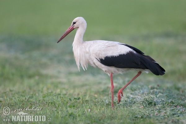 Bocian biely (Ciconia ciconia)