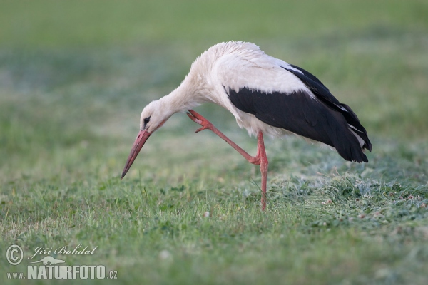 Bocian biely (Ciconia ciconia)