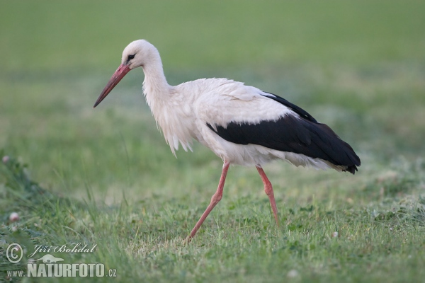 Bocian biely (Ciconia ciconia)