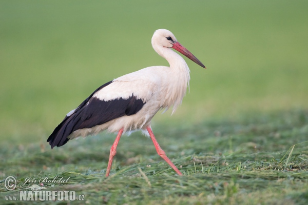 Bocian biely (Ciconia ciconia)