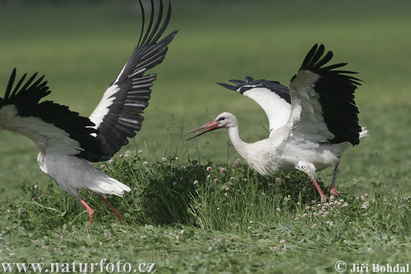 Bocian biely (Ciconia ciconia)