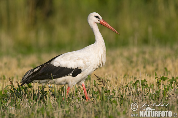 Bocian biely (Ciconia ciconia)