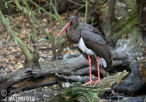 Bocian čierny (Ciconia nigra)