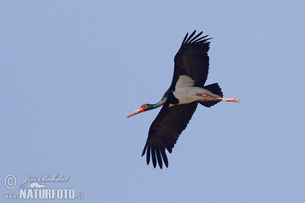 Bocian čierny (Ciconia nigra)