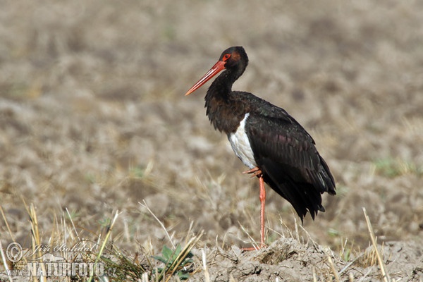 Bocian čierny (Ciconia nigra)