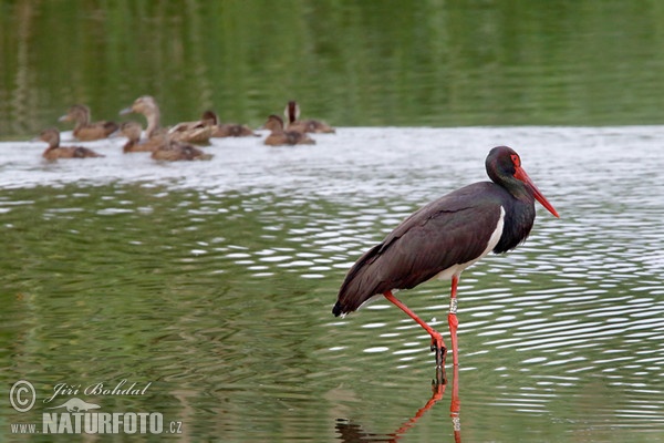 Bocian čierny (Ciconia nigra)