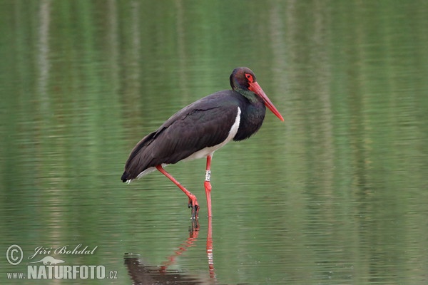 Bocian čierny (Ciconia nigra)