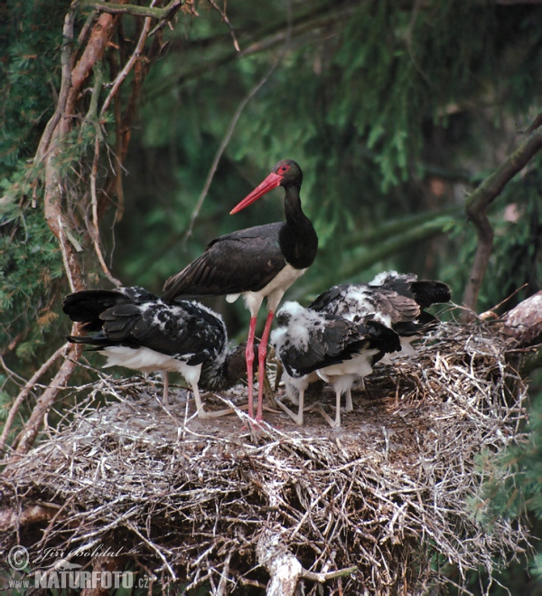 Bocian čierny (Ciconia nigra)