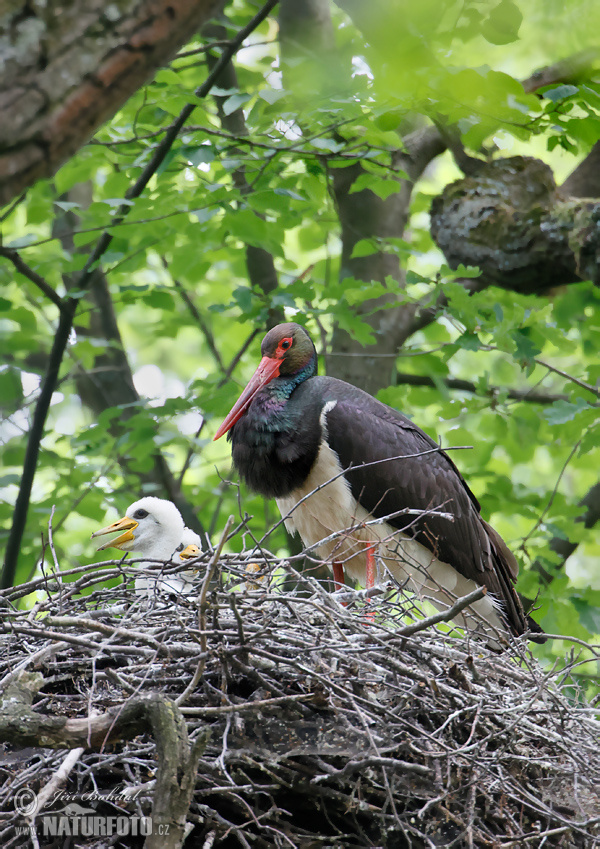 Bocian čierny (Ciconia nigra)